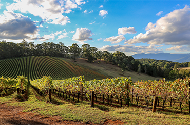 Handpicked Wines